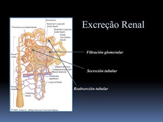 Filtración glomerular
Secreción tubular
Reabsorción tubular
Excreção Renal
 