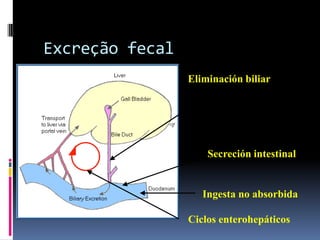Excreção fecal
Eliminación biliar
Ingesta no absorbida
Secreción intestinal
Ciclos enterohepáticos
 