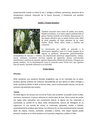 (especialmente cuando se utiliza la raíz ), vértigos y cefaleas, parestesias, descenso de la
temperatura corporal, reducción de la fuerza muscular, y finalmente una parálisis
ascendente.
Adelfa ( Nerium oleander)
También conocida como laurel de jardin, rosa laurel,
baladre o trinitaria, es la única especie perteneciente al
género Nerium incluido en la familia Apocynaceae. Es
una planta arbustiva que se puede formar como árbol
de porte pequeño, de hojas perennes de un verde
intenso. Hojas, flores, tallos, ramas y semillas son
venenosas.
La intoxicación por adelfa es parecida a la
intoxicación digitálica, entre 4-12 horas después de la
ingesta se producen alteraciones gastrointestinales
acompañadas de náuseas y vómitos, con deposiciones diarreicas sanguinolentas, vértigo,
ataxia, midriasis, excitación nerviosa seguida de depresión, disnea, convulsiones
tetaniformes y arritmia en aumento, aparece taquicardia, fibrilación auricular y bloqueo con
parada cardíaca. En su denominación vasca es conocida como 'Eriotz-orri', que significa
hoja de muerte, haciendo referencia a su toxicidad.
Frutas tóxicas
Almendra
Éstas contienen una sustancia llamada amigdalina, que al ser mezclada con la saliva,
produce glucosa (hidrato de carbono), benzaldehído (el que aporta el sabor amargo) y
ácido cianhídrico (HCN). El HCN, al formar sales, crea el archiconocido cianuro, uno de los
venenos más potentes que existen.
Cereza
Sin duda alguna, las cerezas son una de las frutas más versátiles: se pueden comer crudas,
cocinarse, hornearse, e incluso utilizarse en ciertos tipos de licor. Pero a pesar de contar
con todas estas maravillas, son sumamente tóxicas. Si alguna vez has masticado o
conservado su semilla en tu boca, estás introduciendo cianuro de hidrógeno en tu
organismo. Si una semilla de cereza es masticada, aplastada, molida o dañada,
automáticamente produce esta toxina. Los síntomas de un leve envenenamiento incluyen
dolor de cabeza, mareos, confusión, ansiedad y vómito. Una mayor ingesta puede
provocar cambios en el ritmo cardiaco y en la presión sanguínea, y daños al riñón.
 
