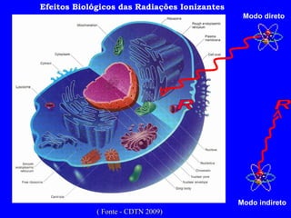 Efeitos Biológicos das Radiações Ionizantes Modo direto Modo indireto R R ( Fonte - CDTN 2009) 
