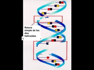 Lesión compleja Rotura simple de los dos helicoides 