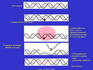 DNA normal A enzima detecta a distorção A enzima liga-se ao DNA e corta o filamento danificado (8 nucletideos do lado 5’ e 4 ou 5 no lado 3’ O segmento seccionado  difunde-se no meio A DNA polimerase preenche os espaços vazios, restaurando a molécula DNA normal ( Fonte - CDTN 2009) 