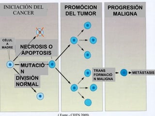 INICIACIÓN DEL CANCER PROM Ó CION DEL  TUMOR PROGRESI Ó N  MALIGNA METÁSTASIS TRANS FORMA C IÓN  MALIGNA CÉLULA MADRE DIVISIÓN  NORMAL MUTA C IÓN NECROSIS O APOPTOSIS ( Fonte - CDTN 2009) 