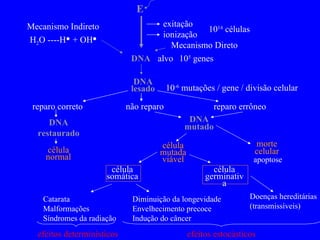 Mecanismo Indireto exitação reparo correto Mecanismo Direto E 10 14  células H 2 O ----H  + OH  DNA alvo 10 5  genes DNA lesado 10 -6  mutações / gene / divisão celular não reparo reparo errôneo DNA restaurado DNA mutado célula normal célula mutada viável morte celular apoptose ionização célula somática célula germinativa Catarata Malformações Síndromes da radiação Diminuição da longevidade Envelhecimento precoce Indução do câncer Doenças hereditárias (transmissíveis) efeitos determinísticos efeitos estocásticos 