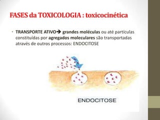 FASES da TOXICOLOGIA : toxicocinética

• TRANSPORTE ATIVO grandes moléculas ou até partículas
  constituídas por agregados moleculares são transportadas
  através de outros processos: ENDOCITOSE
 
