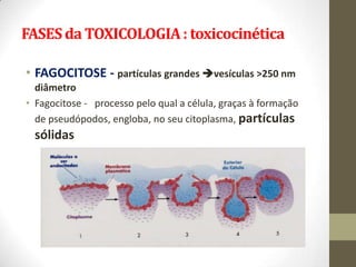 FASES da TOXICOLOGIA : toxicocinética

• FAGOCITOSE - partículas grandes vesículas >250 nm
  diâmetro
• Fagocitose - processo pelo qual a célula, graças à formação
  de pseudópodos, engloba, no seu citoplasma, partículas
 sólidas
 