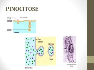 PINOCITOSE
 