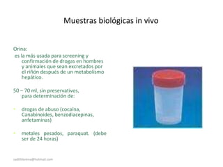 Muestras biológicas in vivo
Orina:
es la más usada para screening y
confirmación de drogas en hombres
y animales que sean excretados por
el riñón después de un metabolismo
hepático.
50 – 70 ml, sin preservativos,
para determinación de:
• drogas de abuso (cocaína,
Canabinoides, benzodiacepinas,
anfetaminas)
• metales pesados, paraquat. (debe
ser de 24 horas)
sadithlorena@hotmail.com
 