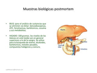 Muestras biológicas postmortem
• BILIS: para el análisis de sustancias que
se eliminen vía biliar: benzodiacepinas,
ATC, fenotiazinas, barbitúricos, cocaína
y sus metabolitos.
• HIGADO: 100 gramos. los niveles de los
tóxicos en este tejido son en general
superiores a lo de la sangre. Se utiliza
para la búsqueda de etanol, alcaloides,
barbitúricos, metales pesados,
compuestos halógenos y cianuro.
sadithlorena@hotmail.com
 