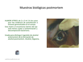 Muestras biológicas postmortem
HUMOR VITREO: de 2 a 3 ml. En los casos
que hay evidencia de putrefacción o
lesiones generalizadas en el cuerpo.
Esta matriz al encontrarse dentro del ojo
está menos sujeta a contaminación y
descomposición bacteriana.
Usado para distinguir ingestión de alcohol
antemortem de la formación de
alcohol postmortem. Alcohol, Digoxina.
sadithlorena@hotmail.com
 