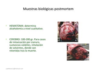 Muestras biológicas postmortem
• HEMATOMA: determina
alcoholemia a nivel cualitativo.
• CEREBRO: 100-200 gr. Para casos
de intoxicación por cianuro,
sustancias volátiles, inhalación
de solventes, donde son
retenidas tras la muerte.
sadithlorena@hotmail.com
 