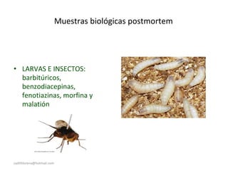 Muestras biológicas postmortem
• LARVAS E INSECTOS:
barbitúricos,
benzodiacepinas,
fenotiazinas, morfina y
malatión
sadithlorena@hotmail.com
 