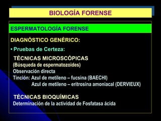 ESPERMATOLOGÍA FORENSE
DIAGNÓSTICO GENÉRICO:
• Pruebas de Certeza:
TÉCNICAS MICROSCÓPICAS
(Búsqueda de espermatozoides)
Observación directa
Tinción: Azul de metileno – fucsina (BAECHI)
Azul de metileno – eritrosina amoniacal (DERVIEUX)
TÉCNICAS BIOQUÍMICAS
Determinación de la actividad de Fosfatasa ácida
BIOLOGÍA FORENSEBIOLOGÍA FORENSE
 