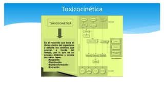 Toxicocinética