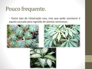 Pouco frequente.
• Outro tipo de intoxicação rara, mas que pode acontecer é
aquela causada pela ingestão de plantas venenosas.
 