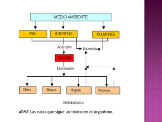 ADME Las rutas que sigue un tóxico en el organismo
 