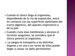  Cuando el tóxico llega al organismo,
dependiendo de la vía de exposición, entra
en contacto con las superficies epiteliales del
tracto digestivo, del aparato respiratorio o
de la piel.
 Cuando cruza esas membranas y alcanza el
torrente sanguíneo, se considera que el
tóxico penetró al organismo.
 La sangre lo transporta a los distintos
órganos y en uno o en varios de ellos puede
llegar a causar un daño permanente
 