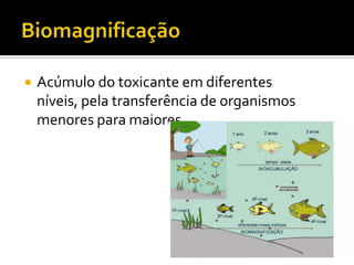 

Acúmulo do toxicante em diferentes
níveis, pela transferência de organismos
menores para maiores

 