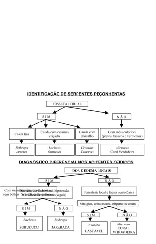 IDENTIFICAÇÃO DE SERPENTES PEÇONHENTAS 
Cauda lisa (pretos, brancos e vermelhos) Cauda com escamas 
eriçadas 
DIAGNÓSTICO DIFERENCIAL NOS ACIDENTES OFIDICOS 
S I M N Ã O 
Com ou sem sangramento, com ou 
sem bolhas. Sem fácies neurotóxica 
Lachesis 
SURUCUCU 
Bothrops 
JARARACA 
DOR E EDEMA LOCAIS 
Diarréia, dor abdominal, hipotensão 
e bradicardia (sintomas vagais) 
Parestesia local e fácies neurotóxica 
Mialgias, urina escura, oligúria ou anúria 
S I M N Ã O 
S I M N Ã O 
Crotalus 
CASCAVEL 
Micrurus 
CORAL 
VERDADEIRA 
FOSSETA LOREAL 
S I M N Ã O 
Com anéis coloridos 
Cauda com 
chocalho 
Bothrops 
Jararaca 
Lachesis 
Surucucu 
Crotalus 
Cascavel 
Micrurus 
Coral Verdadeira 
 