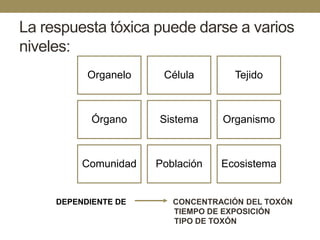 La respuesta tóxica puede darse a varios
niveles:
Organelo

Célula

Tejido

Órgano

Sistema

Organismo

Comunidad

Población

Ecosistema

DEPENDIENTE DE

CONCENTRACIÓN DEL TOXÓN
TIEMPO DE EXPOSICIÓN
TIPO DE TOXÓN

 