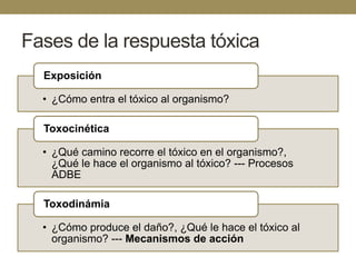 Fases de la respuesta tóxica
Exposición
• ¿Cómo entra el tóxico al organismo?
Toxocinética
• ¿Qué camino recorre el tóxico en el organismo?,
¿Qué le hace el organismo al tóxico? --- Procesos
ADBE
Toxodinámia
• ¿Cómo produce el daño?, ¿Qué le hace el tóxico al
organismo? --- Mecanismos de acción

 