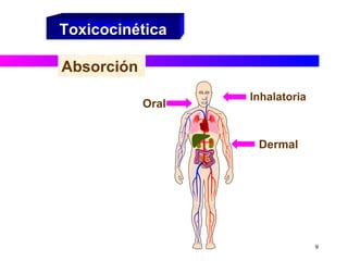 Toxicocinética Inhalatoria Absorción Dermal Oral 