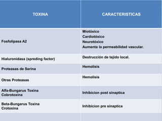 TOXINA CARACTERISTICAS
Fosfolipasa A2
Miotóxico
Cardiotóxico
Neurotóxico
Aumenta la permeabilidad vascular.
Hialuronidasa (spreding factor) Destrucción de tejido local.
Proteasas de Serina
Hemolisis
Otras Proteasas
Hemolisis
Alfa-Bungarus Toxina
Cobrotoxina
Inhibicion post sinaptica
Beta-Bungarus Toxina
Crotoxina
Inhibicion pre sinaptica
 