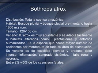 Bothrops atrox
Distribución: Toda la cuenca amazónica.
Hábitat: Bosque pluvial y bosque pluvial pre-montano hasta
1800 m.s.n.m.
Tamaño: 120-150 cm
Veneno: B. atrox es muy abundante y se adapta fácilmente
a hábitats alterados como plantaciones y entornos
humanizados. Es la especie que causa mayor número de
accidentes por mordedura en toda su área de distribución.
Su veneno es de toxicidad elevada y produce dolor
intenso, inflamación, sangrado sistémico, fallo renal y
necrosis.
Entre 2% y 5% de los casos son fatales.
 