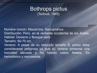 Bothrops pictus
(Tschudi, 1845)
Nombre común: Macanche, Sancarranca.
Distribución: Perú, en la vertiente occidental de los Andes.
Hábitat: Desierto y Bosque seco.
Tamaño: 60-70 cm.
Veneno: A pesar de su reducido tamaño B. pictus debe
considerarse peligrosa ya que su veneno presenta una
toxicidad elevada y ha habido casos fatales. Es
hemotóxico y necrosante.
 