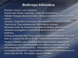 Bothrops bilineatus
Nombre común: Loro machaco.
Distribución Norte, noroeste y este de Suramérica.
Hábitat: Bosque pluvial primario, Bosque atlántico, entre 0 – 1000
msnm.
Tamaño: Hasta 80 cm aunque normalmente no supera los 60 cm
Taxonomía: Dos subespecies; Bothriopsis bilineata
bilineata (norte de Suramérica y este de Brasil) yBothriopsis
bilineata smaragdina (vertiente amazónica de los países
andinos).
Ambas presentan dos líneas amarillas longitudinales que recorren
todo el cuerpo a la altura de la 1ª hilera de escamas dorsales.
Veneno: Debido a los hábitos arborícolas de esta especie las
mordeduras son más frecuentes en manos, tronco y cara. La
sintomatología habitual (dolor, inflamación local y edema) se
acompaña de graves coagulopatías y sangrado espontáneo por la
nariz y las encías. Ha habido casos mortales.
 