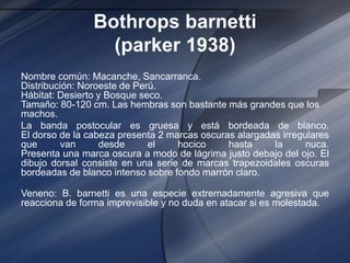 Bothrops barnetti
(parker 1938)
Nombre común: Macanche, Sancarranca.
Distribución: Noroeste de Perú.
Hábitat: Desierto y Bosque seco.
Tamaño: 80-120 cm. Las hembras son bastante más grandes que los
machos.
La banda postocular es gruesa y está bordeada de blanco.
El dorso de la cabeza presenta 2 marcas oscuras alargadas irregulares
que van desde el hocico hasta la nuca.
Presenta una marca oscura a modo de lágrima justo debajo del ojo. El
dibujo dorsal consiste en una serie de marcas trapezoidales oscuras
bordeadas de blanco intenso sobre fondo marrón claro.
Veneno: B. barnetti es una especie extremadamente agresiva que
reacciona de forma imprevisible y no duda en atacar si es molestada.
 