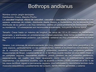 Bothrops andianus
Nombre común: jergón terciopelo
Distribución: Cusco, Macchu Picchu
La cascabel tropical, víbora de cascabel, cascabel o cascabela (Crotalus durissus) es una
especie venenosa de crótalo, distribuida desde México a Sudamérica. Es la serpiente más
distribuida de su género y es muy venenosa, siendo un grave problema de resolución médica
su mordedura. 12 subespecies son reconocidas actualmente, incluyendo la forma típica.
Tamaño: Crece hasta un máximo de longitud, de cerca de 1.8 m. El cuerpo es fuertemente
escamado, y acentuadas en protuberancias o tuberculaciones. Esta forma se suaviza en algo
llegando a la extremidad posterior. Las columna vertebral es muy prominente hasta la cuarta
fila.
Veneno: Los síntomas de envenenamiento son muy diferentes en cada zona geográfica y de
cada especie, particularmente en las partes sureñas, debido a la presencia concentrada o no
de la crotoxina neurotoxinas (crotoxina y crotamina) causando una progresiva parálisis.
Especímenes de Brasil, notablemente en C. d. terrificus, puede resultar en una visión impar, o
en completa ceguera, desórdenes auditivos, ptosis, parálisis de los músculos periféricos,
especialmente del cuello, que hace aparecerlo como roto, y eventualmente parálisis
respiratorias. Los disturbios oculares, que de acuerdo a Álvaro (1939) ocurren en el 60 % de
los casos terrificus, siguen a permanente ceguera. Una fosfolipasa A2 neurotóxica también daña
músculos esqueléticos y posiblemente del corazón, dando dolores generales, y astenia
 