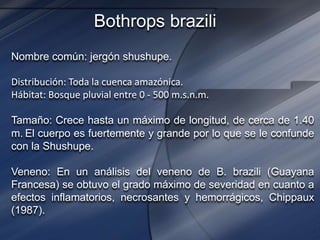 Bothrops brazili
Nombre común: jergón shushupe.
Distribución: Toda la cuenca amazónica.
Hábitat: Bosque pluvial entre 0 - 500 m.s.n.m.
Tamaño: Crece hasta un máximo de longitud, de cerca de 1.40
m. El cuerpo es fuertemente y grande por lo que se le confunde
con la Shushupe.
Veneno: En un análisis del veneno de B. brazili (Guayana
Francesa) se obtuvo el grado máximo de severidad en cuanto a
efectos inflamatorios, necrosantes y hemorrágicos, Chippaux
(1987).
 