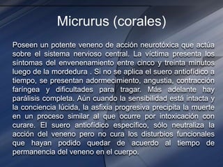 Micrurus (corales)
Poseen un potente veneno de acción neurotóxica que actúa
sobre el sistema nervioso central. La víctima presenta los
síntomas del envenenamiento entre cinco y treinta minutos
luego de la mordedura . Si no se aplica el suero antiofídico a
tiempo, se presentan adormecimiento, angustia, contracción
faríngea y dificultades para tragar. Más adelante hay
parálisis completa. Aún cuando la sensibilidad está intacta y
la conciencia lúcida, la asfixia progresiva precipita la muerte
en un proceso similar al que ocurre por intoxicación con
curare. El suero antiofídico específico, sólo neutraliza la
acción del veneno pero no cura los disturbios funcionales
que hayan podido quedar de acuerdo al tiempo de
permanencia del veneno en el cuerpo.
 