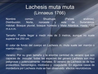 Lachesis muta muta
(Linnaeus 1766)
Nombre común: Shushupe (Países andinos).
Distribución: Norte, noroeste y este de Suramérica.
Hábitat: Bosque pluvial, bosque húmedo y Mata Atlántica. Hasta 1000
m.s.n.m.
Tamaño: Puede llegar a medir más de 3 metros, aunque no suele
superar los 250 cm.
El color de fondo del cuerpo en Lachesis m. muta suele ser marrón o
marrón-rojizo.
Veneno: Por su gran tamaño y la enorme cantidad de veneno que son
capaces de inocular, todas las especies del género Lachesis son muy
peligrosas y potencialmente mortales. El veneno de Lachesis es de tipo
proteolítico, hemorrágico, miotóxico y coagulante. En algunos casos de
mordedura por Lachesis muta se han observado efectos neurotóxicos.
 