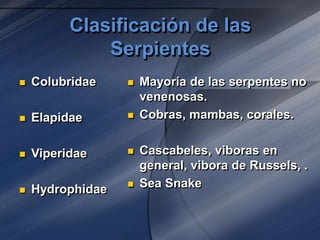 Clasificación de las
Serpientes
 Colubridae
 Elapidae
 Viperidae
 Hydrophidae
 Mayoría de las serpentes no
venenosas.
 Cobras, mambas, corales.
 Cascabeles, viboras en
general, vibora de Russels, .
 Sea Snake
 
