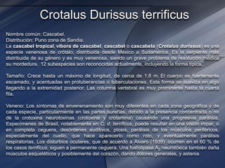 Crotalus Durissus terrificus
Nombre común: Cascabel.
Distribución: Puno zona de Sandia.
La cascabel tropical, víbora de cascabel, cascabel o cascabela (Crotalus durissus) es una
especie venenosa de crótalo, distribuida desde México a Sudamérica. Es la serpiente más
distribuida de su género y es muy venenosa, siendo un grave problema de resolución médica
su mordedura. 12 subespecies son reconocidas actualmente, incluyendo la forma típica.
Tamaño: Crece hasta un máximo de longitud, de cerca de 1.8 m. El cuerpo es fuertemente
escamado, y acentuadas en protuberancias o tuberculaciones. Esta forma se suaviza en algo
llegando a la extremidad posterior. Las columna vertebral es muy prominente hasta la cuarta
fila.
Veneno: Los síntomas de envenenamiento son muy diferentes en cada zona geográfica y de
cada especie, particularmente en las partes sureñas, debido a la presencia concentrada o no
de la crotoxina neurotoxinas (crotoxina y crotamina) causando una progresiva parálisis.
Especímenes de Brasil, notablemente en C. d. terrificus, puede resultar en una visión impar, o
en completa ceguera, desórdenes auditivos, ptosis, parálisis de los músculos periféricos,
especialmente del cuello, que hace aparecerlo como roto, y eventualmente parálisis
respiratorias. Los disturbios oculares, que de acuerdo a Álvaro (1939) ocurren en el 60 % de
los casos terrificus, siguen a permanente ceguera. Una fosfolipasa A2 neurotóxica también daña
músculos esqueléticos y posiblemente del corazón, dando dolores generales, y astenia
 