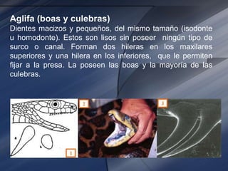 Aglifa (boas y culebras)
Dientes macizos y pequeños, del mismo tamaño (isodonte
u homodonte). Estos son lisos sin poseer ningún tipo de
surco o canal. Forman dos hileras en los maxilares
superiores y una hilera en los inferiores, que le permiten
fijar a la presa. La poseen las boas y la mayoría de las
culebras.
 