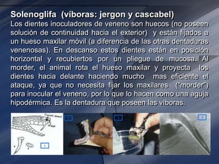 Solenoglifa (víboras: jergon y cascabel)
Los dientes inoculadores de veneno son huecos (no poseen
solución de continuidad hacia el exterior) y están fijados a
un hueso maxilar móvil (a diferencia de las otras dentaduras
venenosas). En descanso estos dientes están en posición
horizontal y recubiertos por un pliegue de mucosa. Al
morder, el animal rota el hueso maxilar y proyecta los
dientes hacia delante haciendo mucho mas eficiente el
ataque, ya que no necesita fijar los maxilares (“morder”)
para inocular el veneno, por lo que lo hacen como una aguja
hipodérmica. Es la dentadura que poseen las víboras.
 