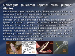 Opistoglifa (culebras) (opisto: atrás, gliphos:
diente)
Los animales poseen además de los dientes comunes a todas las
serpientes (macizos y pequeños), unos dientes inoculadores de
veneno "o presas" (mal llamados "colmillos")
ubicados en la parte posterior de la boca. Estos dientes están
fijados al maxilar y poseen un surco (“dientes acanalados”)
mediante el cual puede fluir el veneno al atrapar el ofidio a su
presa. Las únicas serpientes que poseen estas dentaduras son las
culebras (Colúbridos). La inoculación del veneno no es muy
eficiente ya que el animal pierde gran parte de éste (que “va
afuera” de la presa) en la mordedura y el animal debe abrir mucho
la boca para morder e inocular veneno.
 