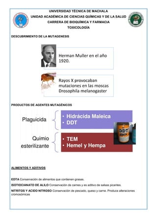 UNIVERSIDAD TÉCNICA DE MACHALA
UNIDAD ACADÉMICA DE CIENCIAS QUÍMICAS Y DE LA SALUD
CARRERA DE BIOQUÍMICA Y FARMACIA
TOXICOLOGÍA
DESCUBRIMIENTO DE LA MUTAGENESIS
PRODUCTOS DE AGENTES MUTAGÉNICOS
ALIMENTOS Y ADITIVOS
EDTA Conservación de alimentos que contienen grasas.
ISOTIOCIANATO DE ALILO Conservación de carnes y es aditivo de salsas picantes.
NITRITOS Y ACIDO NITROSO Conservación de pescado, queso y carne. Produce alteraciones
cromosómicas
Herman Muller en el año
1920.
Rayos X provocaban
mutaciones en las moscas
Drosophila melanogaster
 
