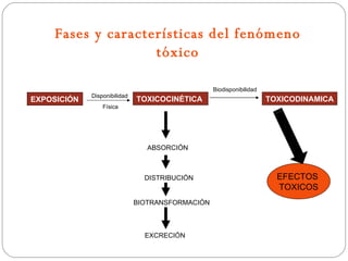 Fases y características del fenómeno
                    tóxico

                                                  Biodisponibilidad
             Disponibilidad
EXPOSICIÓN                    TOXICOCINÉTICA                          TOXICODINAMICA
                 Física




                                 ABSORCIÓN



                                DISTRIBUCIÓN                            EFECTOS
                                                                        TOXICOS
                              BIOTRANSFORMACIÓN



                                EXCRECIÓN
 
