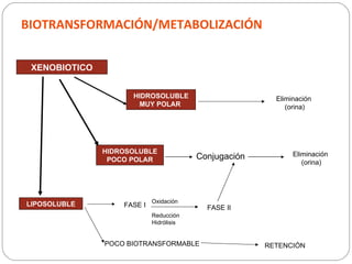 BIOTRANSFORMACIÓN/METABOLIZACIÓN


 XENOBIOTICO


                     HIDROSOLUBLE                        Eliminación
                      MUY POLAR                             (orina)




               HIDROSOLUBLE                                   Eliminación
                POCO POLAR               Conjugación
                                                                 (orina)




                            Oxidación
LIPOSOLUBLE        FASE I                  FASE II
                            Reducción
                            Hidrólisis


               POCO BIOTRANSFORMABLE                   RETENCIÓN
 