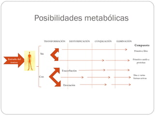 Posibilidades metabólicas

                     TRANSFORMACIÓN   DESTOXIFICACIÓN   CONJUGACIÓN   ELIMINACIÓN
                                                                                     Compuesto
                                                                                     Primitivo libre
               Sin
Entrada del                                                                         Primitivo unido a
  toxico                                                                                proteínas


                                Exacerbación
                                                                                    Una o varias
               Con                                                                  formas activas

                                 Desviación
 