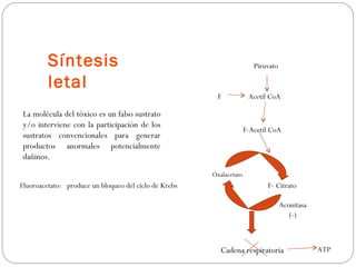 Síntesis                                                       Piruvato

         letal
                                                        F             Acetil CoA

La molécula del tóxico es un falso sustrato
y/o interviene con la participación de los
                                                                     F-Acetil CoA
sustratos convencionales para generar
productos anormales potencialmente
dañinos.
                                                       Oxalacetato
Fluoroacetato: produce un bloqueo del ciclo de Krebs                        F- Citrato

                                                                                   Aconitasa
                                                                                      (-)



                                                          Cadena respiratoria                  ATP
 