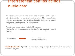 Interferencia con los ácidos
   nucleicos :

Los tóxicos que utilizan este mecanismo producen cambios en la.
estructura genética que conducen a cambios irreparables y normalmente
de consecuencias fatales para la viabilidad celular, lo que puede generar
mutagénesis, embriogénesis y/o carcinogénesis:

•Lesión en el propio núcleo (radicales libres, etc.).
•Alteración de los mecanismos de replicación, transcripción y síntesis
proteica.


 NITROSAMINAS                       AGENTES ALQUILANTES




CARCINOGENO: Agente físico, químico o biológico capaz de incrementar la incidencia de
neoplasias malignas.
 