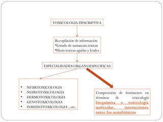 TOXICOLOGIA DESCRIPTIVA



                 Recopilación de información
                 •Listado de sustancias tóxicas
                 •Dosis toxicas agudas y letales


            ESPECIALIDADES ORGANOESPECIFICAS




•   NEURTOXICOLOGIA
•   NEFROTOXICOLOGIA                         Comprensión de fenómenos en
•   DERMOTOXICOLOGIA                         términos   de       toxicología
•   GENOTOXICOLOGIA                          bioquímica o toxicología
•   INMUNOTOXICOLOGIA , etc.                 molecular,      interacciones
                                             entre los xenobióticos
 