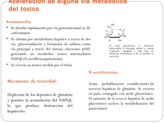 Aceleración de alguna vía metabólica
 del toxico
Acetaminofen
 Se absorbe rápidamente por vía gastrointestinal en 30
   a 60 minutos
 Se elimina por metabolismo hepático a través de dos
   vía: glucoronidación y formación de sulfatos como               El ácido glucurónico es altamente
   vía principal a través del sistema citocromo p450,              hidrosoluble la fisiología animal es común
                                                                   emplearlo conjugado a toda clase de
   generando un metabolito toxico intermediario                    sustancias xenobióticas a fin de facilitar su
                                                                   excreción
   NAPQI (N acetilbenzoquinoneina).
 Se excreta en menor medida por el riñón

                                                      N-acetilcisteina:

Mecanismo de toxicidad:
                                                      Actúa probablemente restableciendo las
                                                      reservas hepáticas de glutatión. Se excreta
Depleción de los depósitos de glutatión               en parte conjugado con ácido glucorónico.
y permite la acumulación del NAPQI,                   El aumento de la reserva hepática de ácido
                                                      glucorónico acelera la metabolización del
lo que produce destrucción del
                                                      paracetamol
hepatocito.
 
