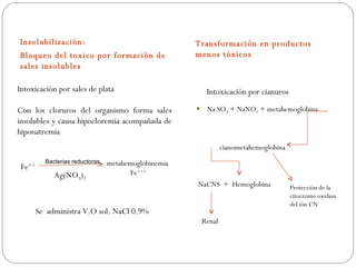 Insolubilización:                                     Transformación en productos
Bloqueo del toxico por formación de                   menos tóxicos
sales insolubles

Intoxicación por sales de plata                            Intoxicación por cianuros

Con los cloruros del organismo forma sales                Na SO3 + NaNO2 + metahemoglobina
insolubles y causa hipocloremia acompañada de
hiponatremia
                                                                  cianometahemoglobina
          Bacterias reductoras   metahemoglobinemia
 Fe++
             Ag(NO3)2                   Fe+++
                                                      NaCNS + Hemoglobina                Protección de la
                                                                                         citocromo oxidasa
                                                                                         del ión CN-
        Se administra V.O sol. NaCl 0.9%
                                                          Renal
 