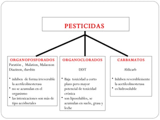 PESTICIDAS



 ORGANOFOSFORADOS                 ORGANOCLORADOS                    CARBAMATOS
Paratión , Malation, Malaoxon
Diazinon, dursbin                            DDT                        Aldicarb

• inhiben de forma irreversible   • Baja toxicidad a corto       • Inhiben reversiblemente
  la acetilcolinesterasa            plazo pero mayor               la acetilcolinesterasa
• no se acumulan en el              potencial de toxicidad       • es hidrosoluble
  organismo                         crónica
• las intoxicaciones son más de   • son liposolubles, se
  tipo accidnetales                 acumulan en suelo, grasa y
                                    leche
 